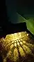 Neo Elect Solar Fence Light