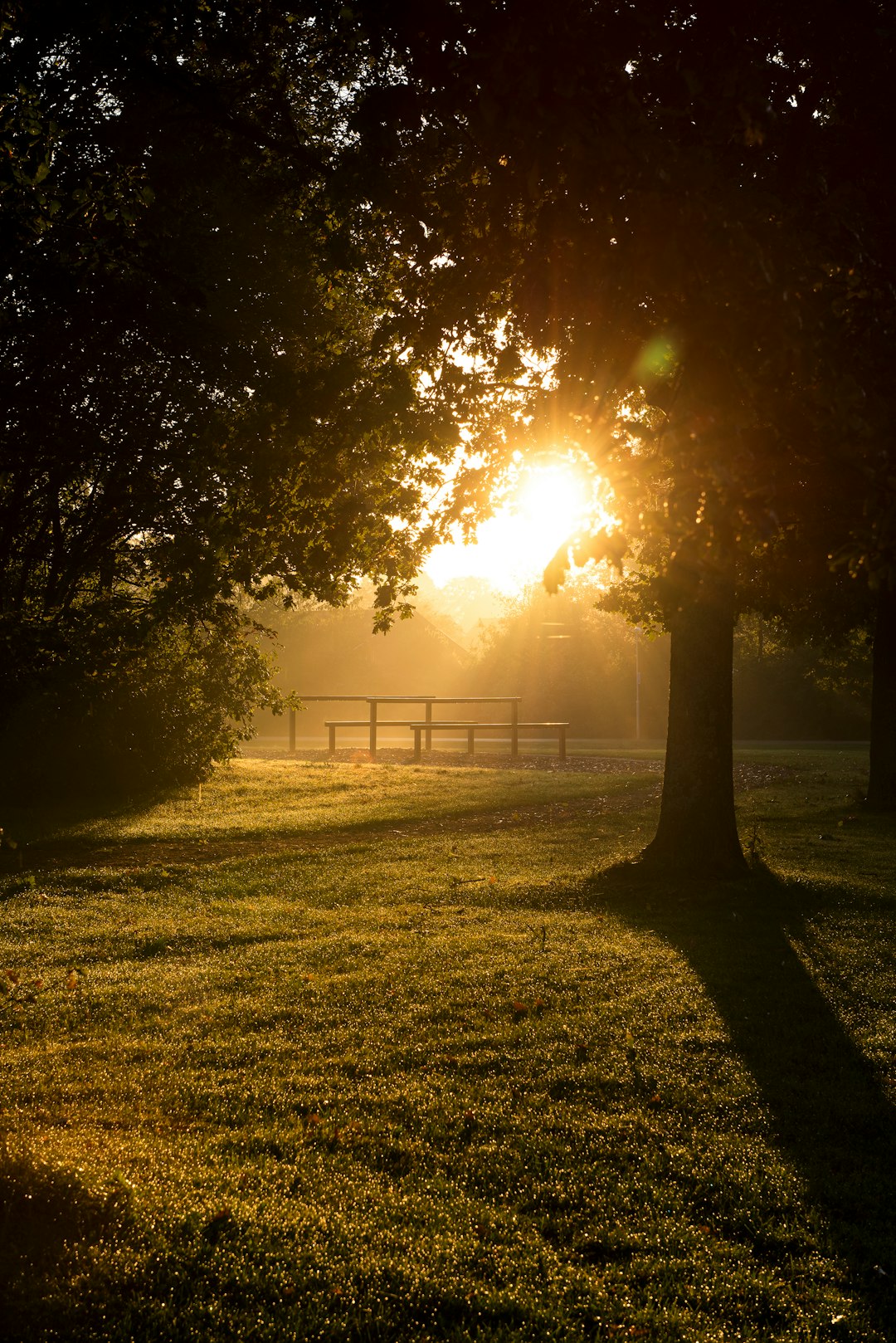 green grass field with trees during daytime