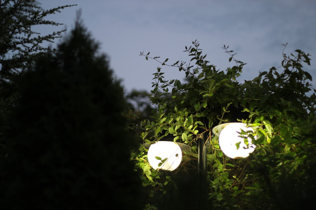 a couple of lights that are next to some trees