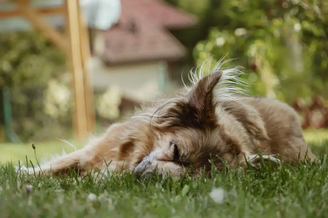 a dog laying in the grass with its head on the ground